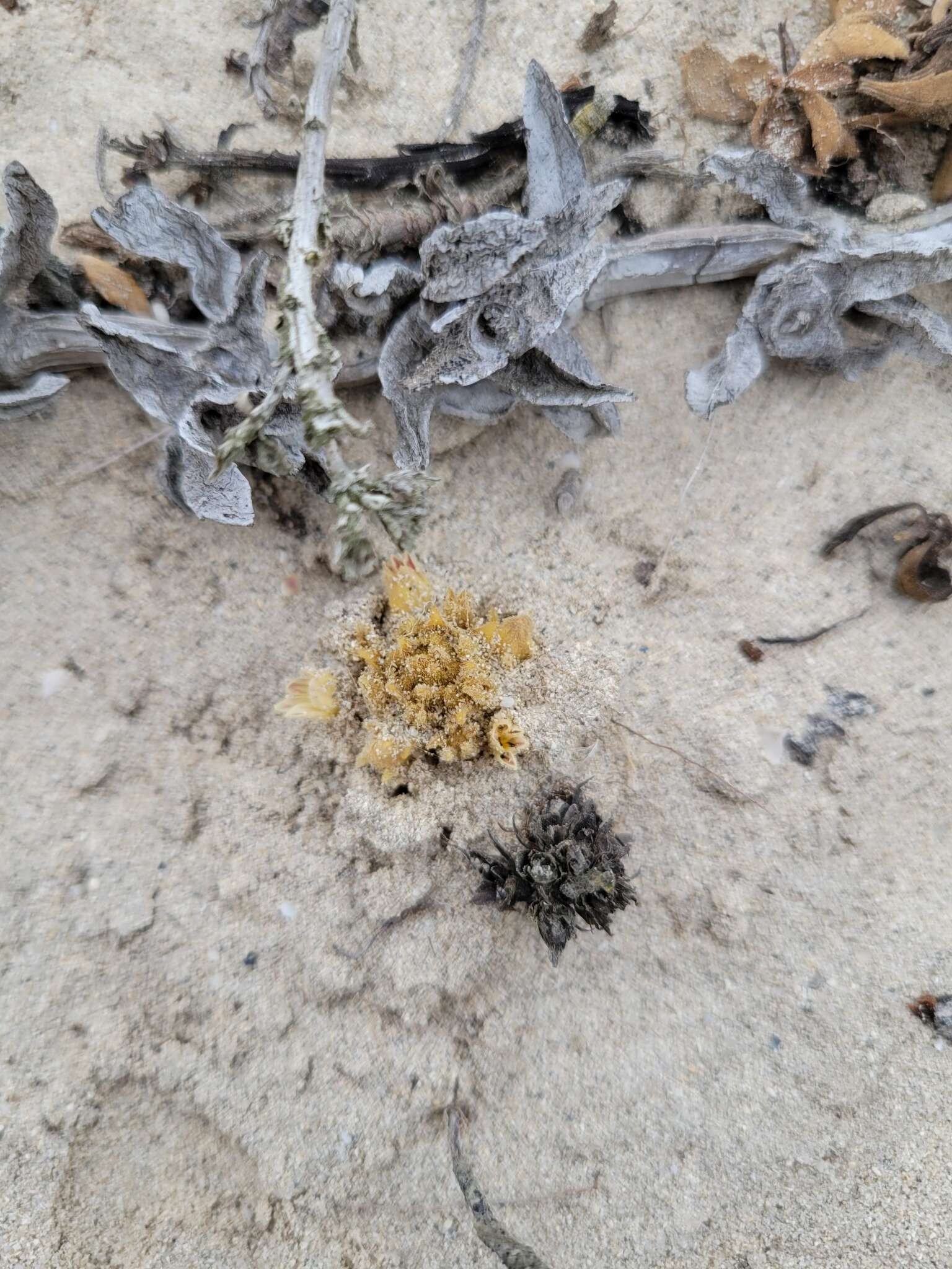 Image of Parish's broomrape