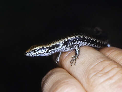 Image of Dark Barsided Skink