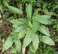 Imagem de Marantochloa cuspidata (Roscoe) Milne-Redh.