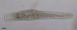 Image de Spirostomum teres