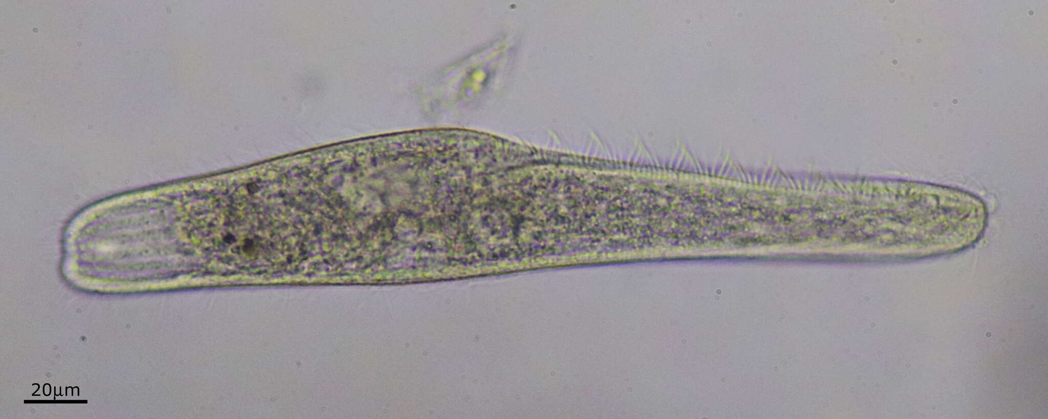 Sivun Spirostomum teres kuva