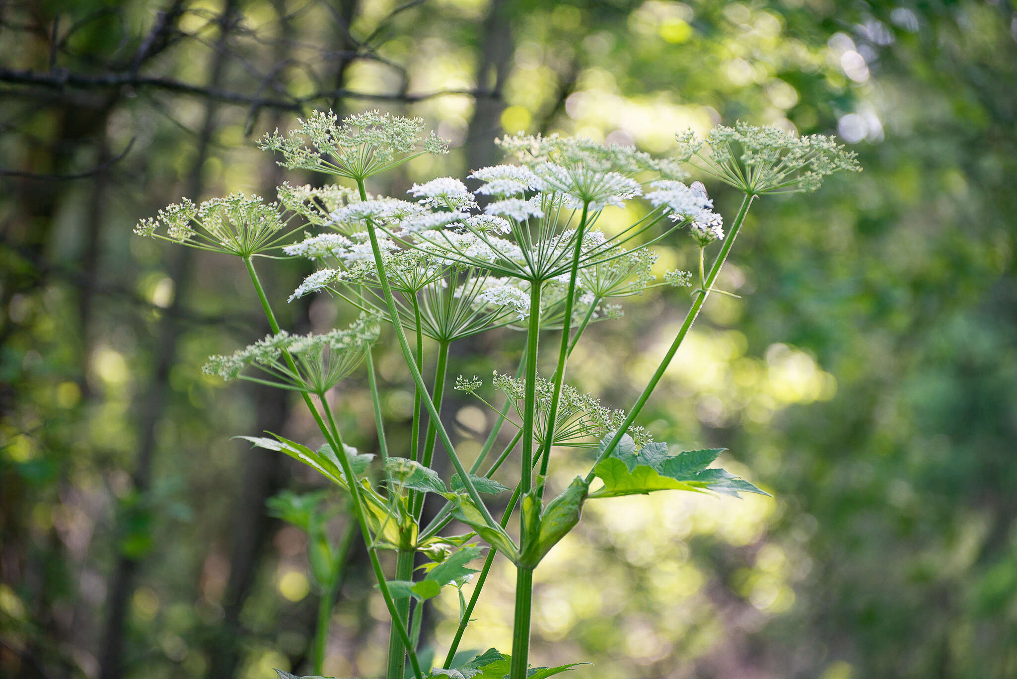 Image of Heracleum dissectum Ledeb.