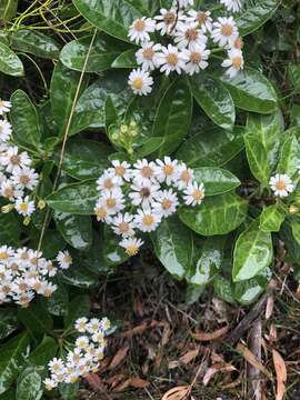 Image of Sticky daisy bush