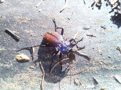 Image of Carabus (Megodontus) schoenherri Fischer von Waldheim 1820