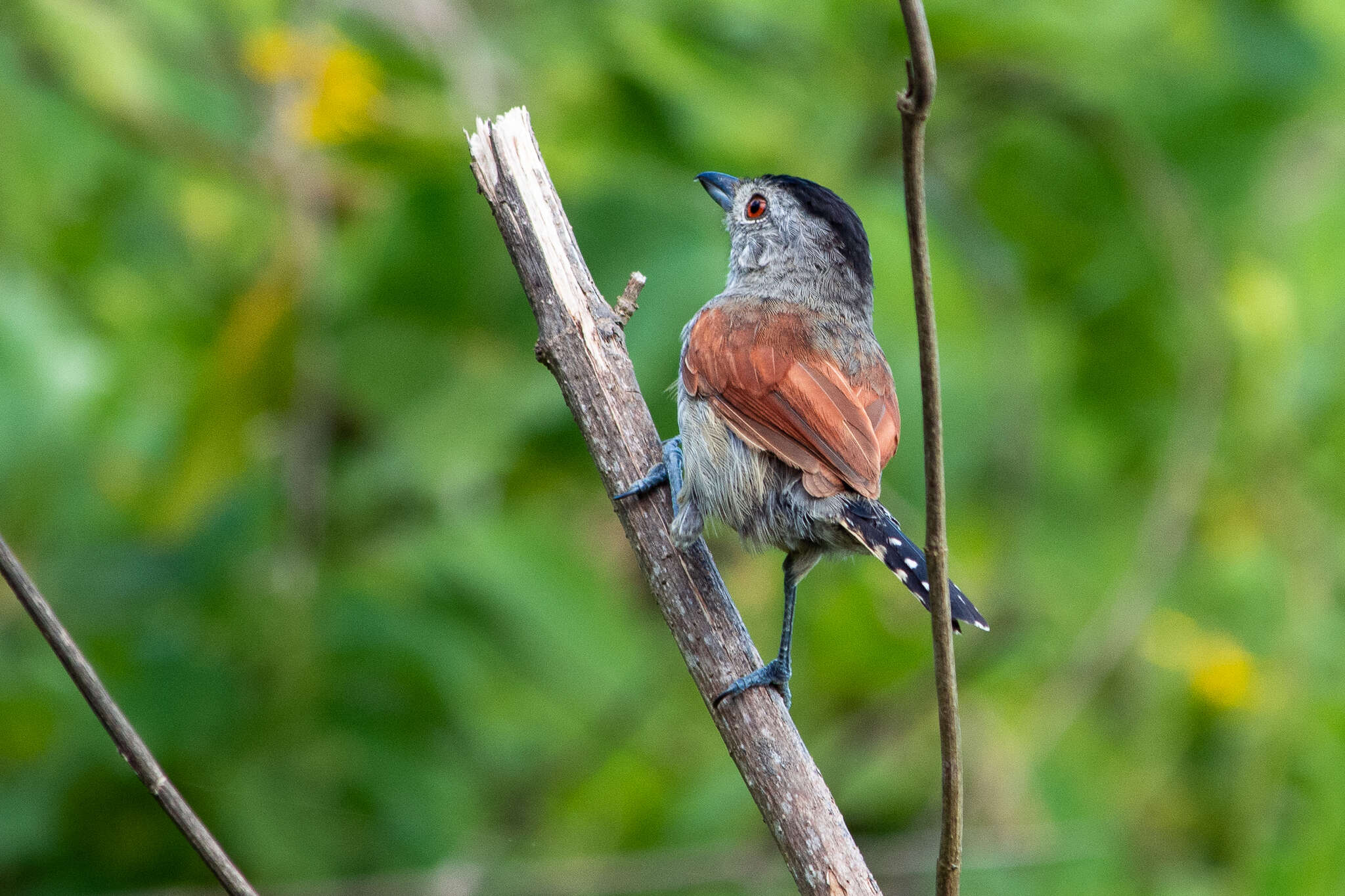 Image of Rufous-winged Antshrike