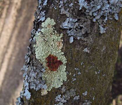 Image of Flavoparmelia soredians (Nyl.) Hale