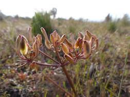 Image of Canby's biscuitroot