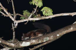 Image of Indian Giant Flying Squirrel