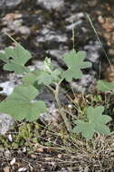 Image of Alcea rugosa Alef.