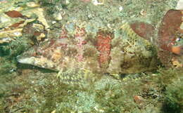Image of combfishes