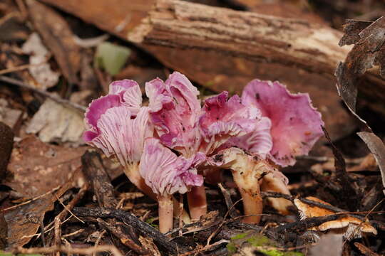 Image of Cantharellus lilacinus Cleland & Cheel 1919