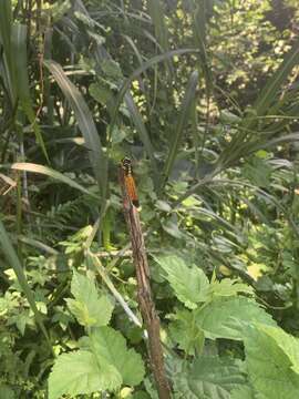 Image de Lyriothemis tricolor Ris 1916