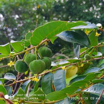 Image of Phyllanthus obscurus Roxb. ex Willd.