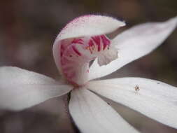 Image of Elegant Caladenia