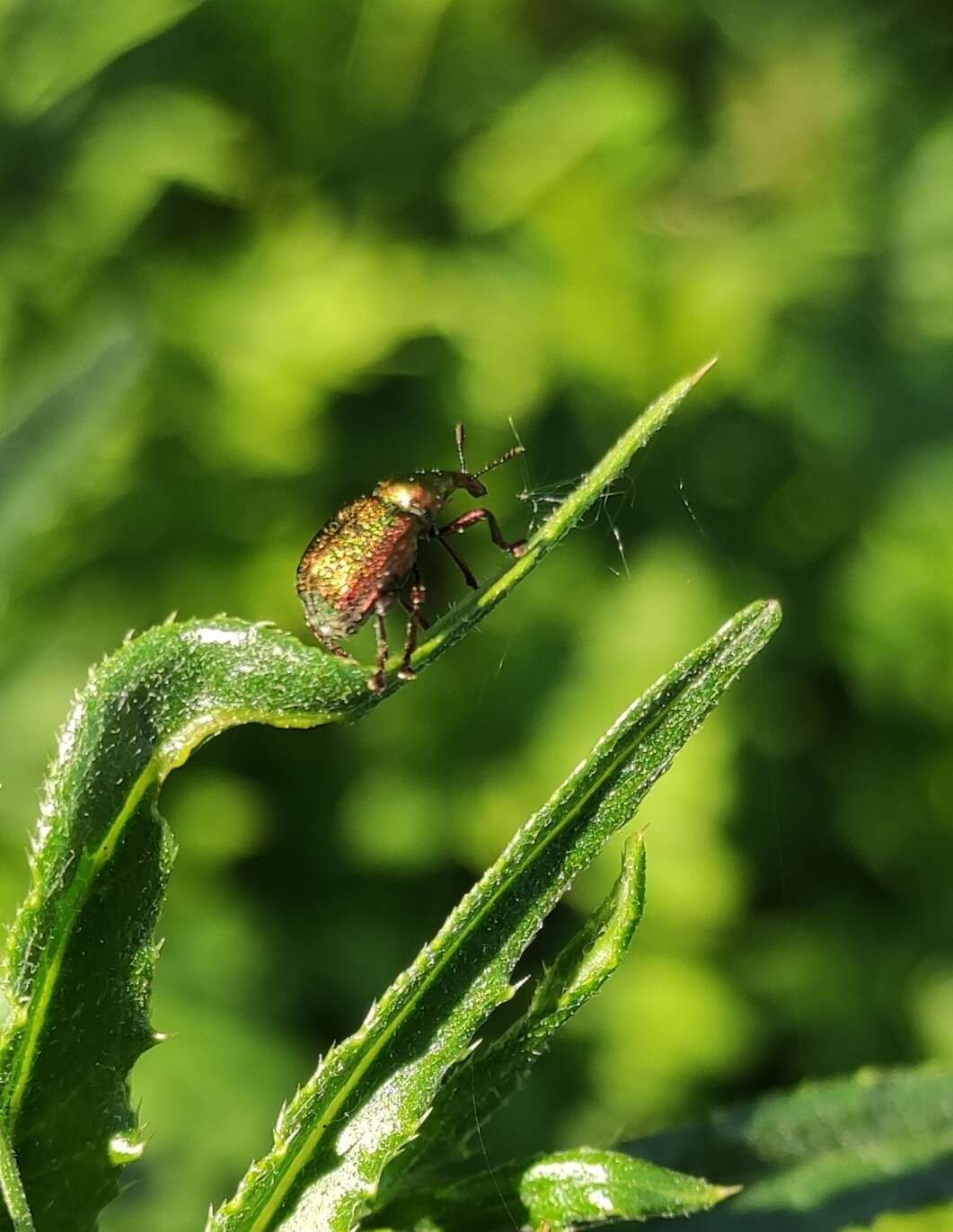 Imagem de Byctiscus rugosus Voss 1930