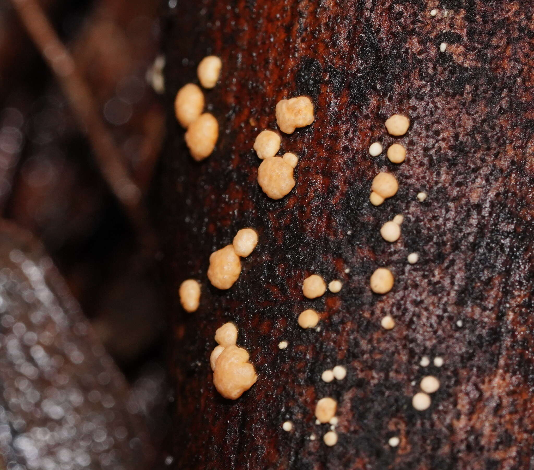 Plancia ëd Trichoderma nothescens Samuels & Jaklitsch 2013