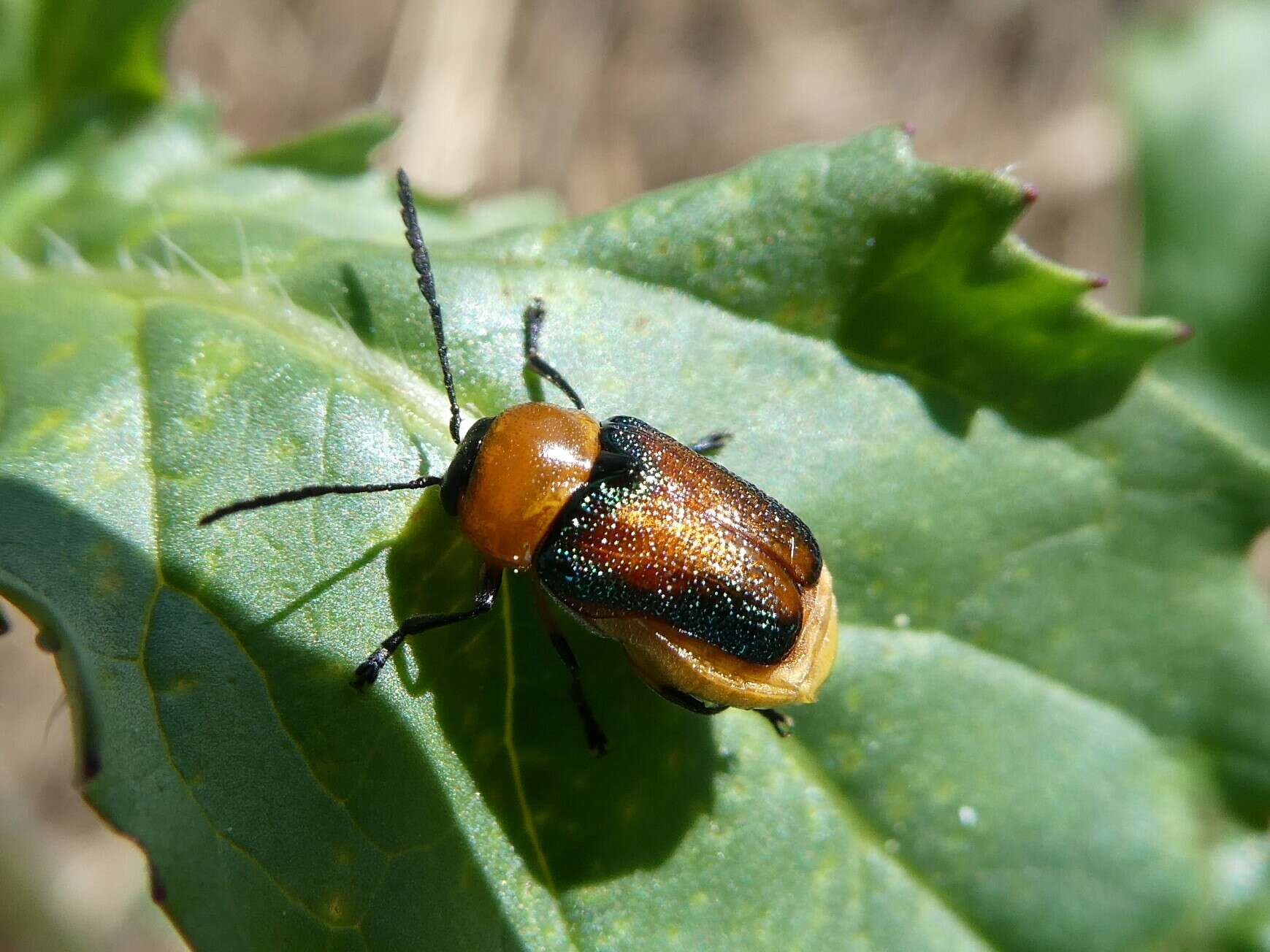 Imagem de Aporocera iridipennis