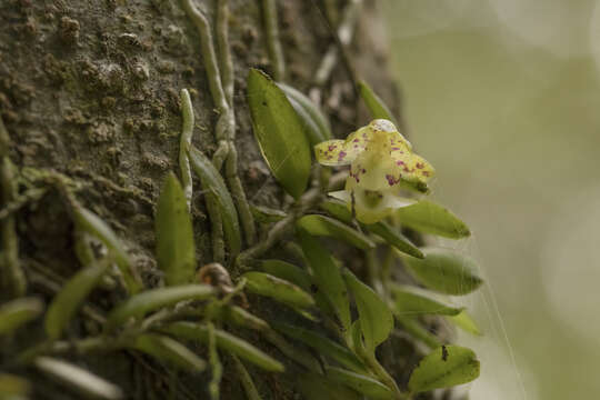 Image of Gastrochilus formosanus (Hayata) Hayata