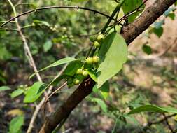 Image of Breynia glauca Craib