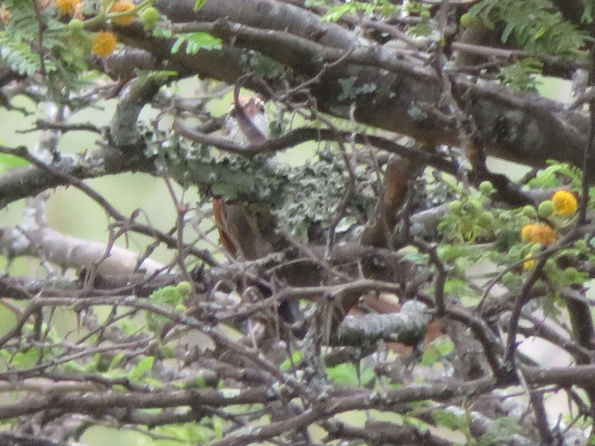 Image of Fraser's Spinetail