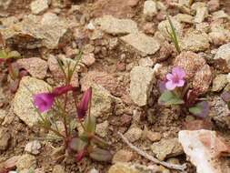 Image of Congdon's Monkey-Flower