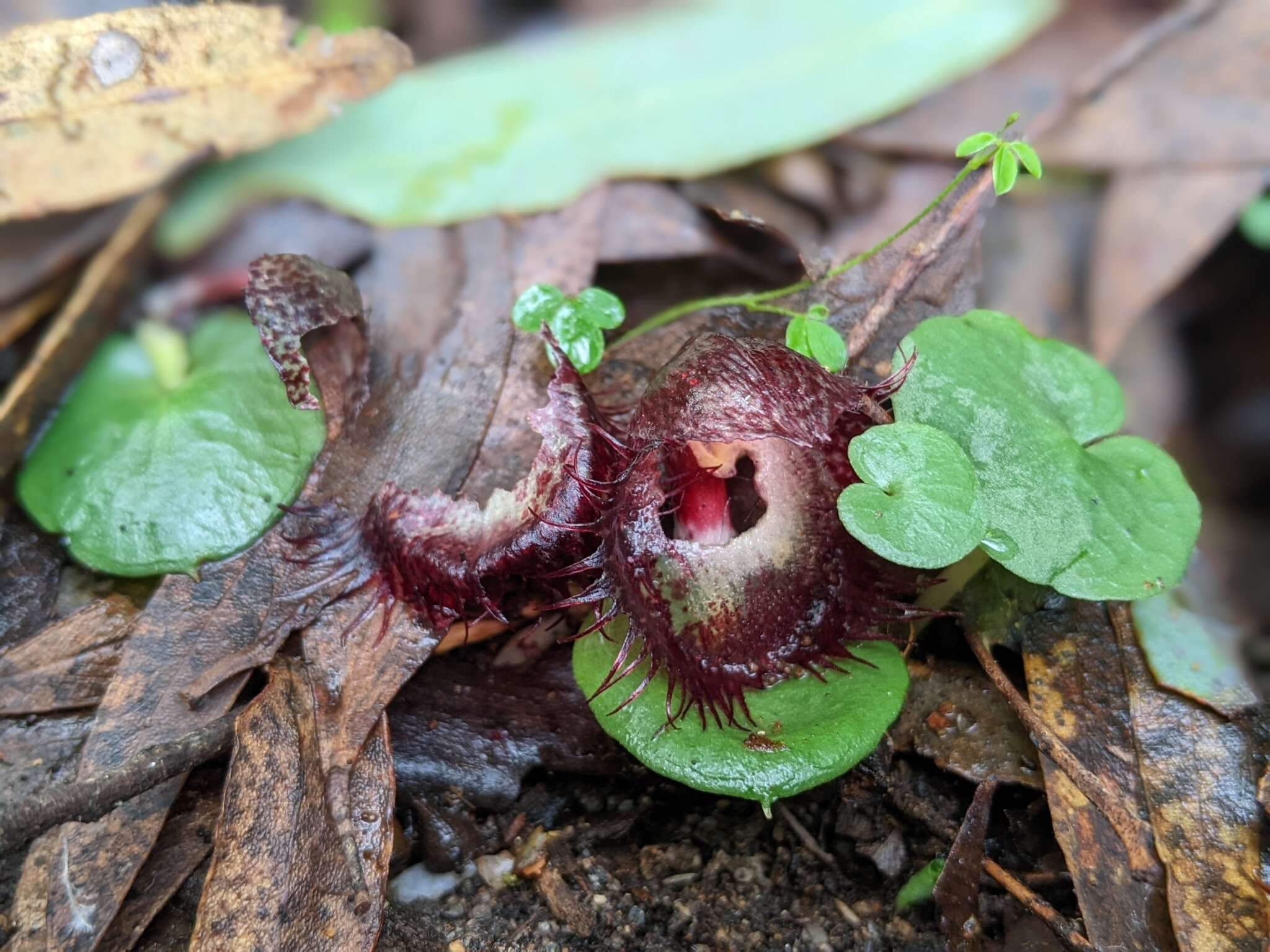 Image of Bristly helmet orchid