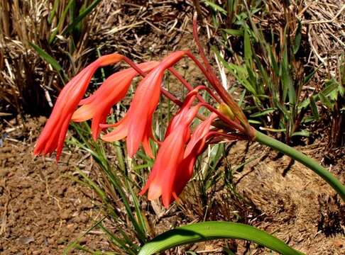 Image of Cyrtanthus bicolor R. A. Dyer