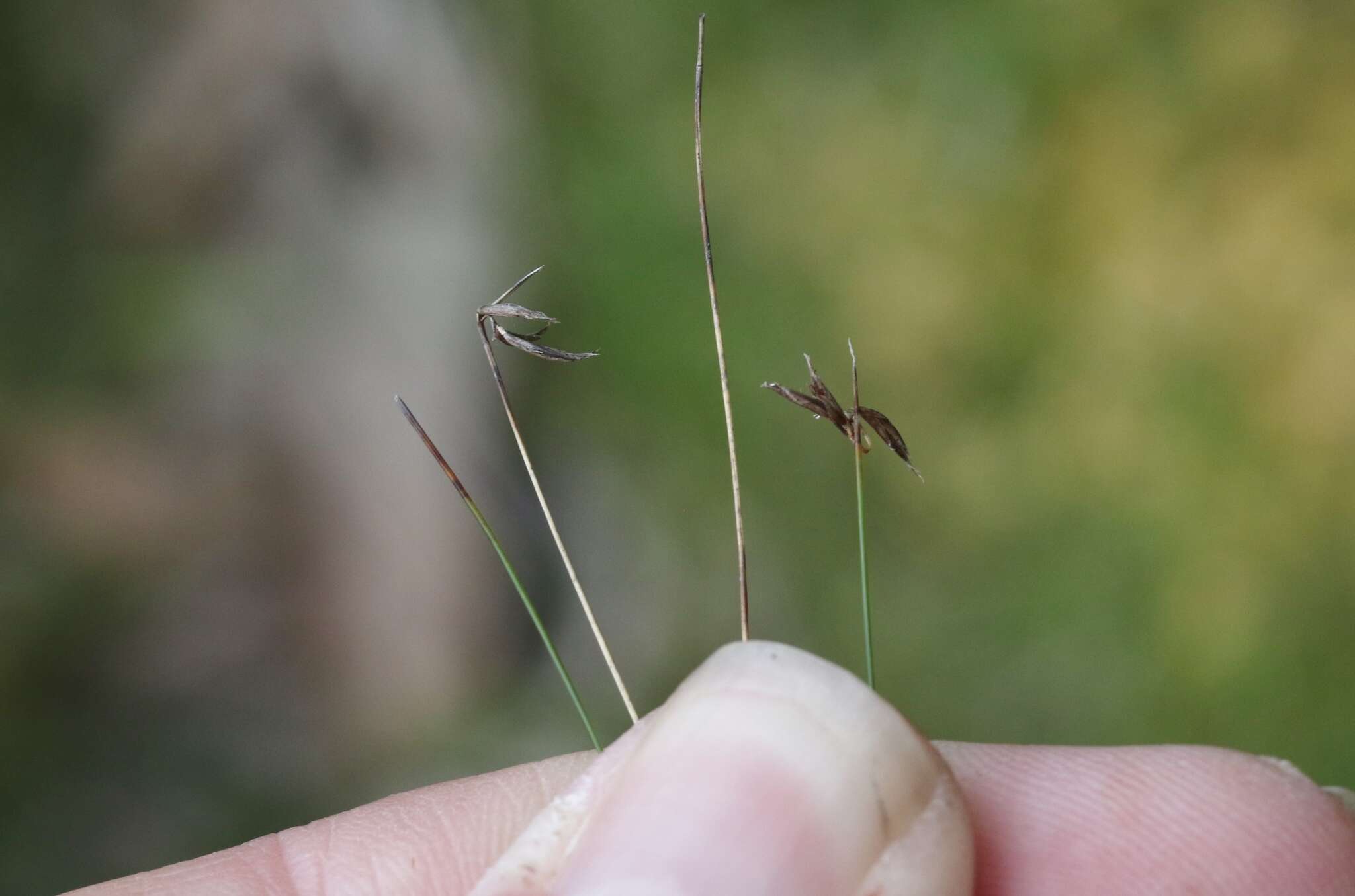 Image of Lepidosperma filiforme Labill.