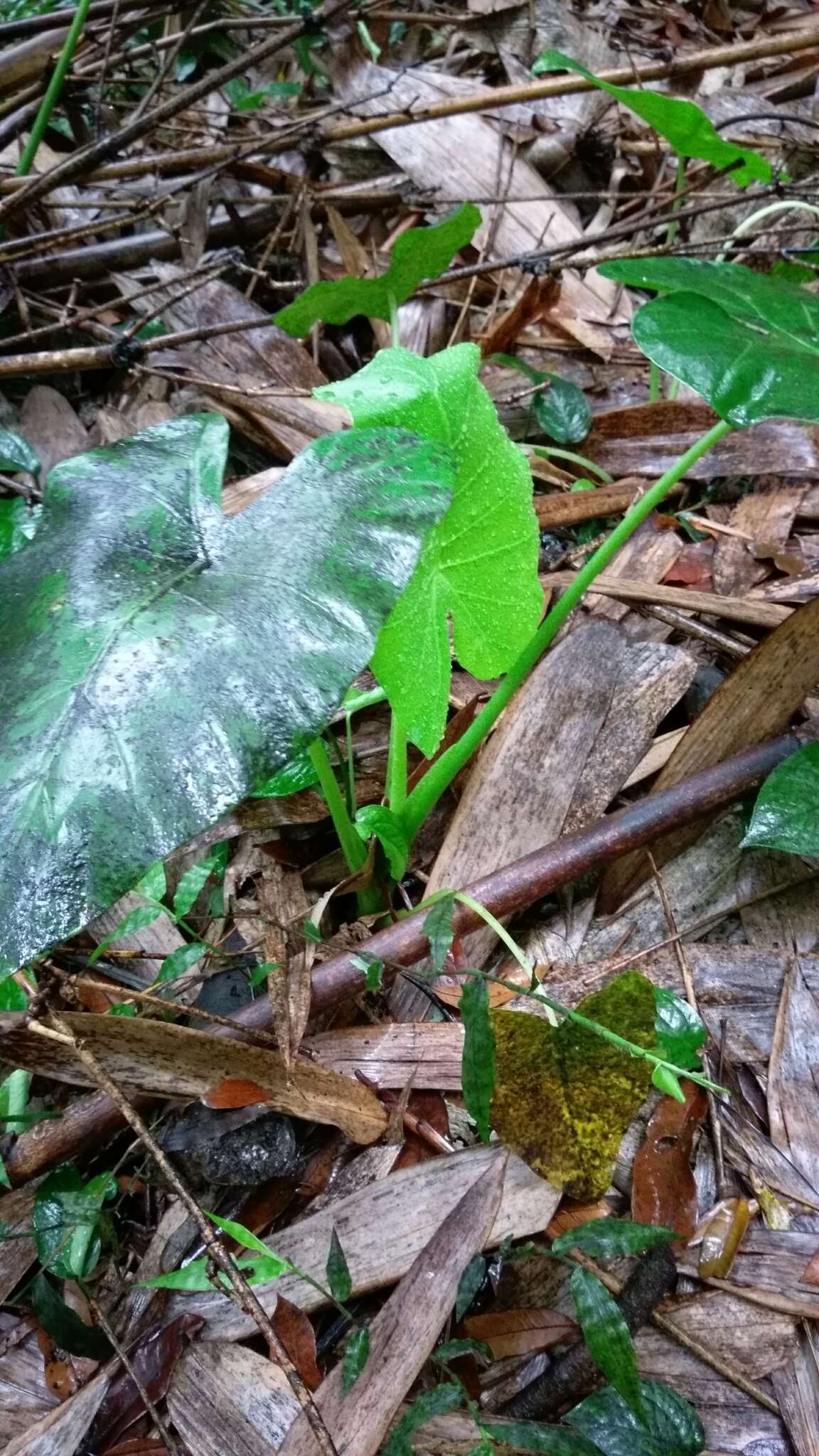 Alocasia odora (G. Lodd.) Spach resmi