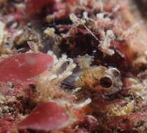 Image of Plumose sculpin