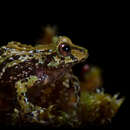 Image of Coconuco Robber Frog