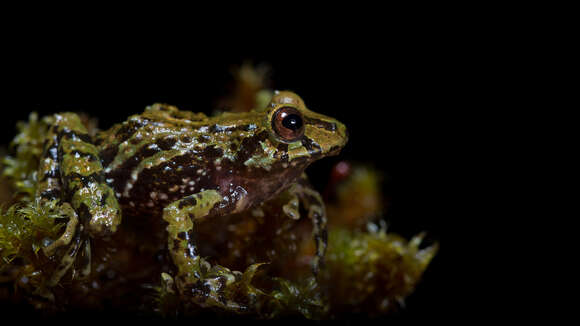 Image de Pristimantis vicarius (Lynch & Ruiz-Carranza 1983)