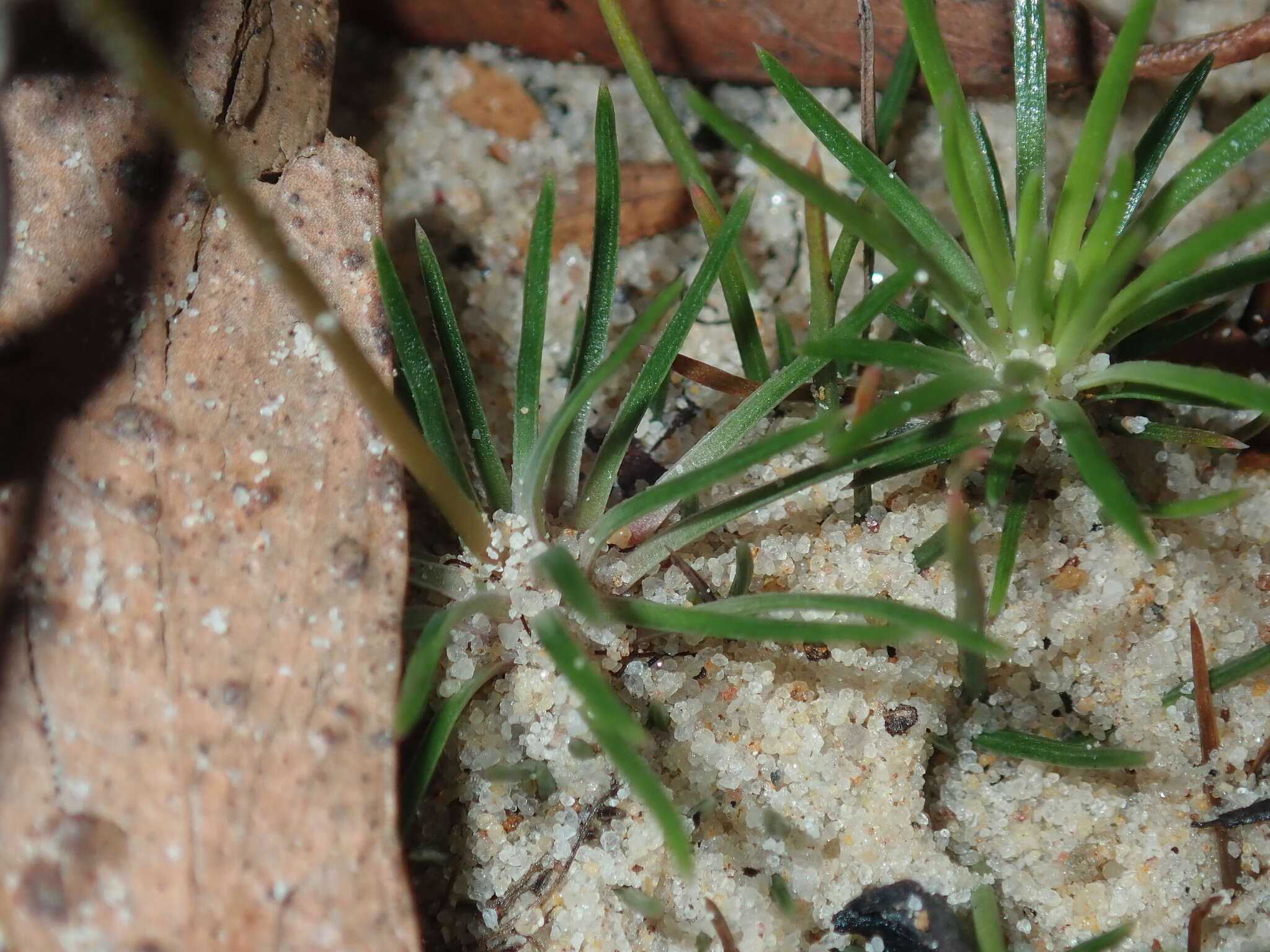 Image de Stylidium lineare Sw. ex Willd.