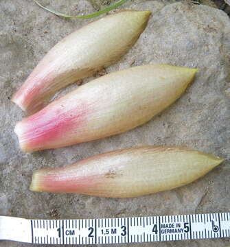 Imagem de Costus guanaiensis var. tarmicus (Loes.) Maas