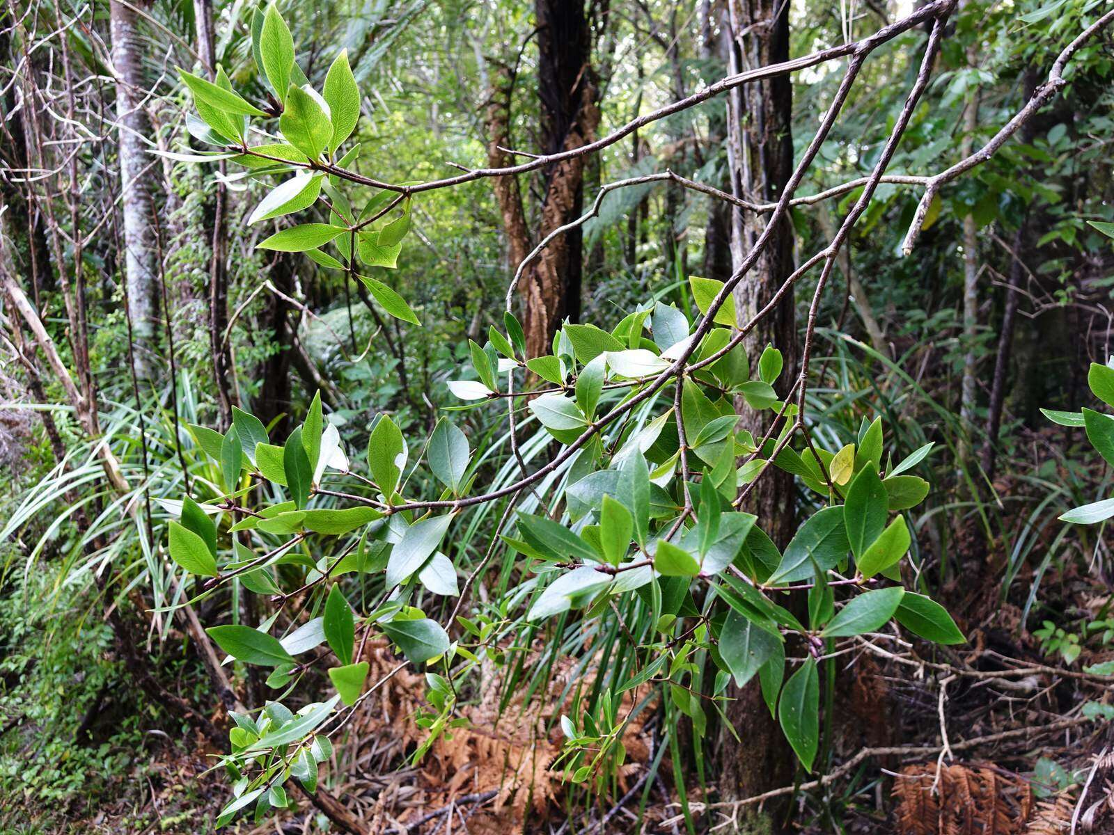 Sivun Pittosporum cornifolium A. Cunn. kuva