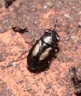 Image of <i>Geocoris ater</i>