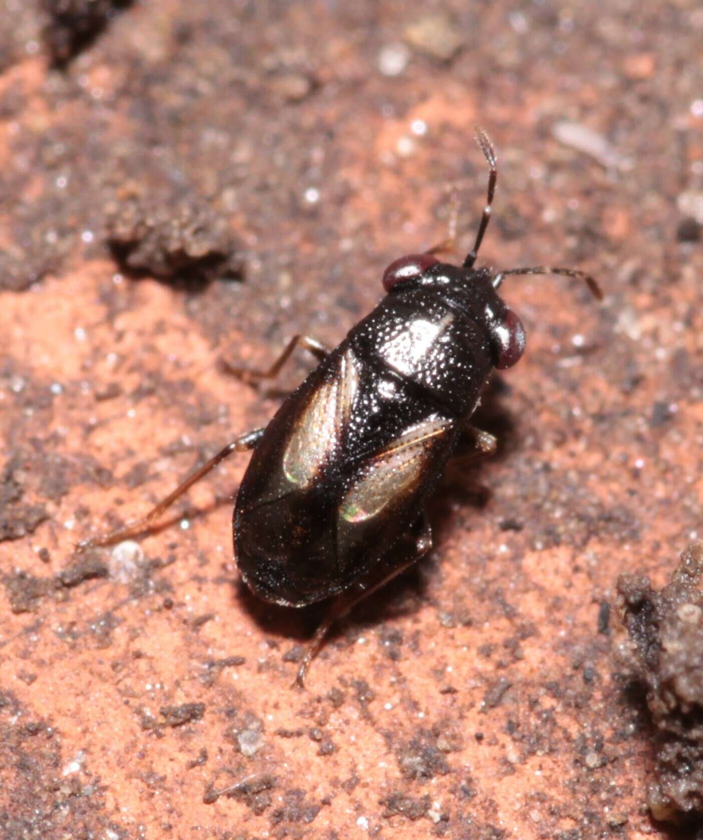 Image of <i>Geocoris ater</i>