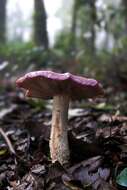 Image of Cortinarius lebre Garrido 1988