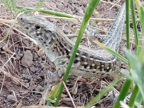 Image of Strauch's Racerunner