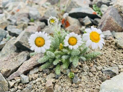 Image de Tanacetum lanuginosum Sch. Bip. & Herd.