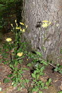 Image of Lapsana communis subsp. intermedia (M. Bieb.) Hayek