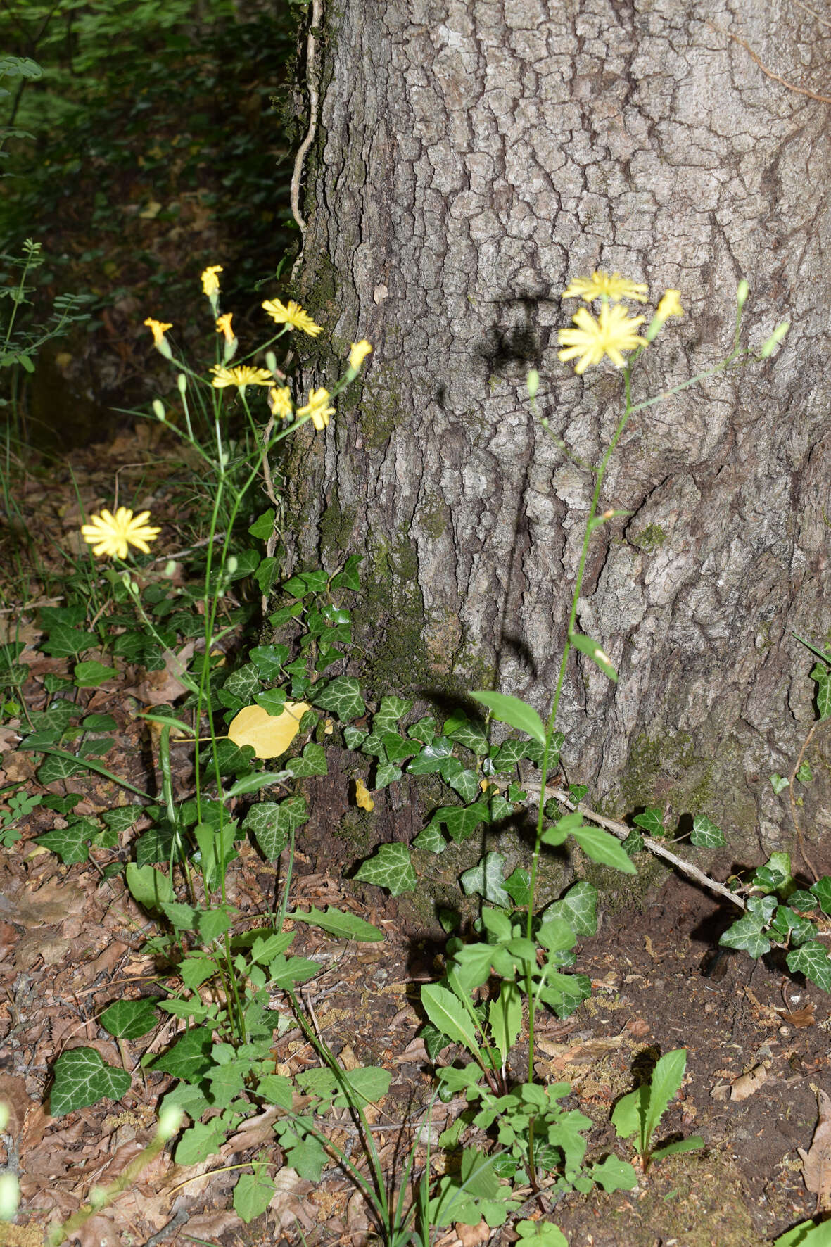 Image of Lapsana communis subsp. intermedia (M. Bieb.) Hayek