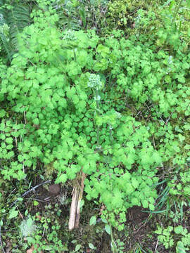 Image of western meadow-rue