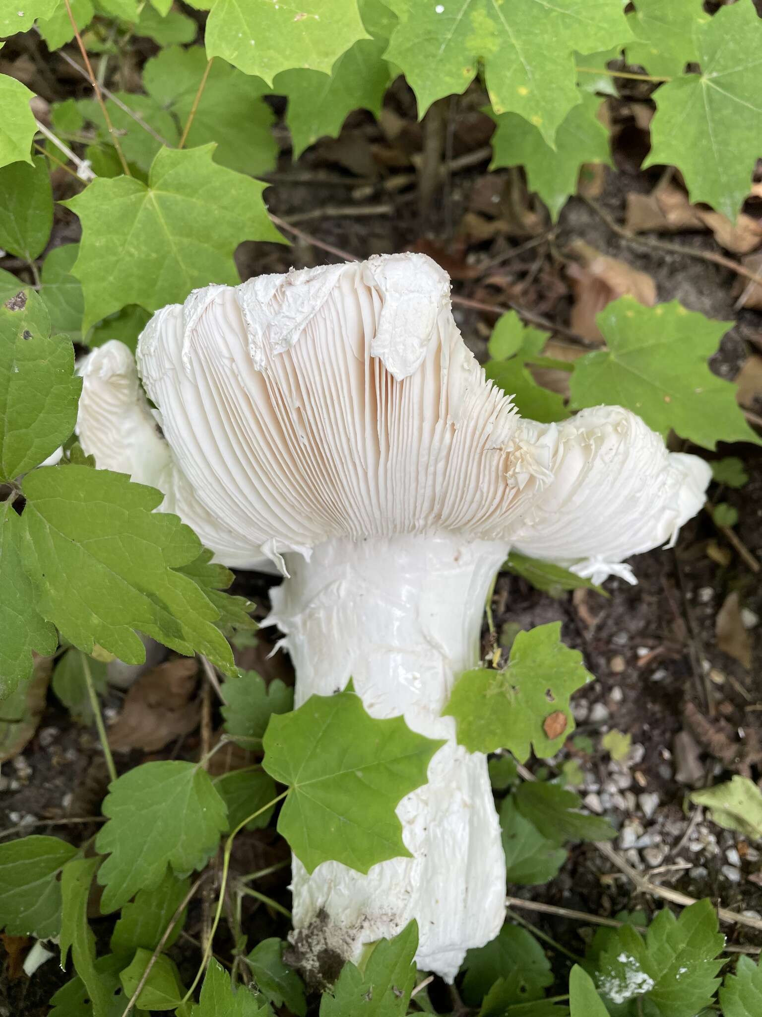 Image of Amanita strobiliformis (Paulet ex Vittad.) Bertill. 1866