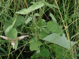 Image of monkeybush