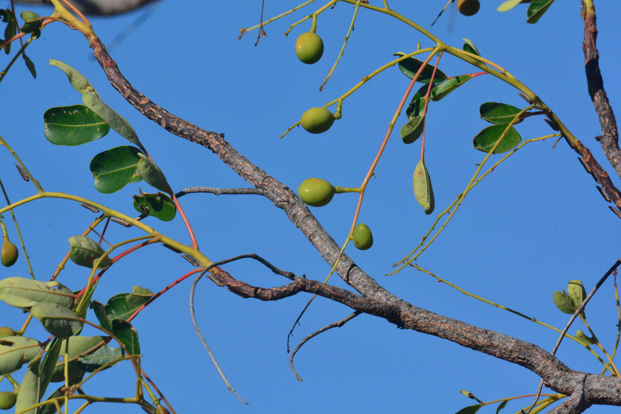 Sivun Simarouba versicolor A. St.-Hil. kuva