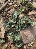 Image of Cyclamen graecum subsp. graecum