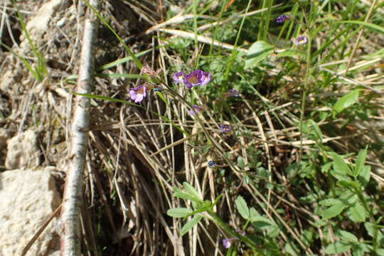 Слика од Chaenorhinum origanifolium (L.) Fourr.