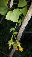 Image of Senecio quinquelobus (Thunb.) DC.