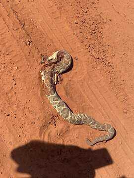 صورة Crotalus durissus terrificus (Laurenti 1768)